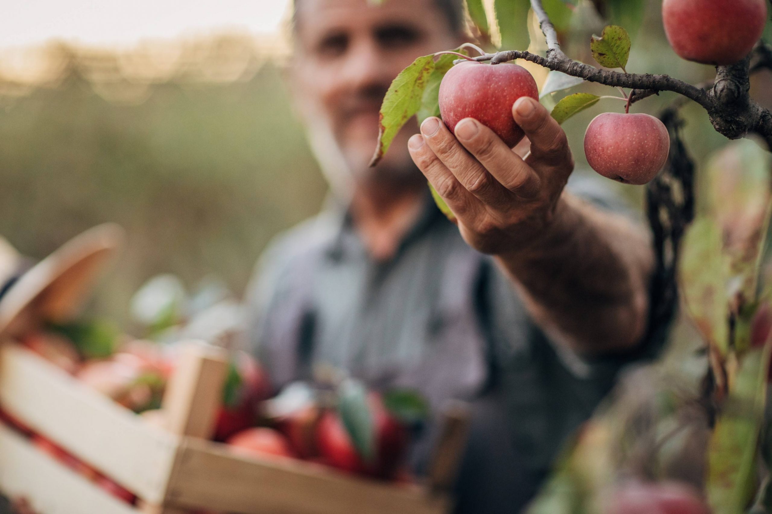 Cultivo de manzana Qué debes hacer para aprovecharlo al máximo