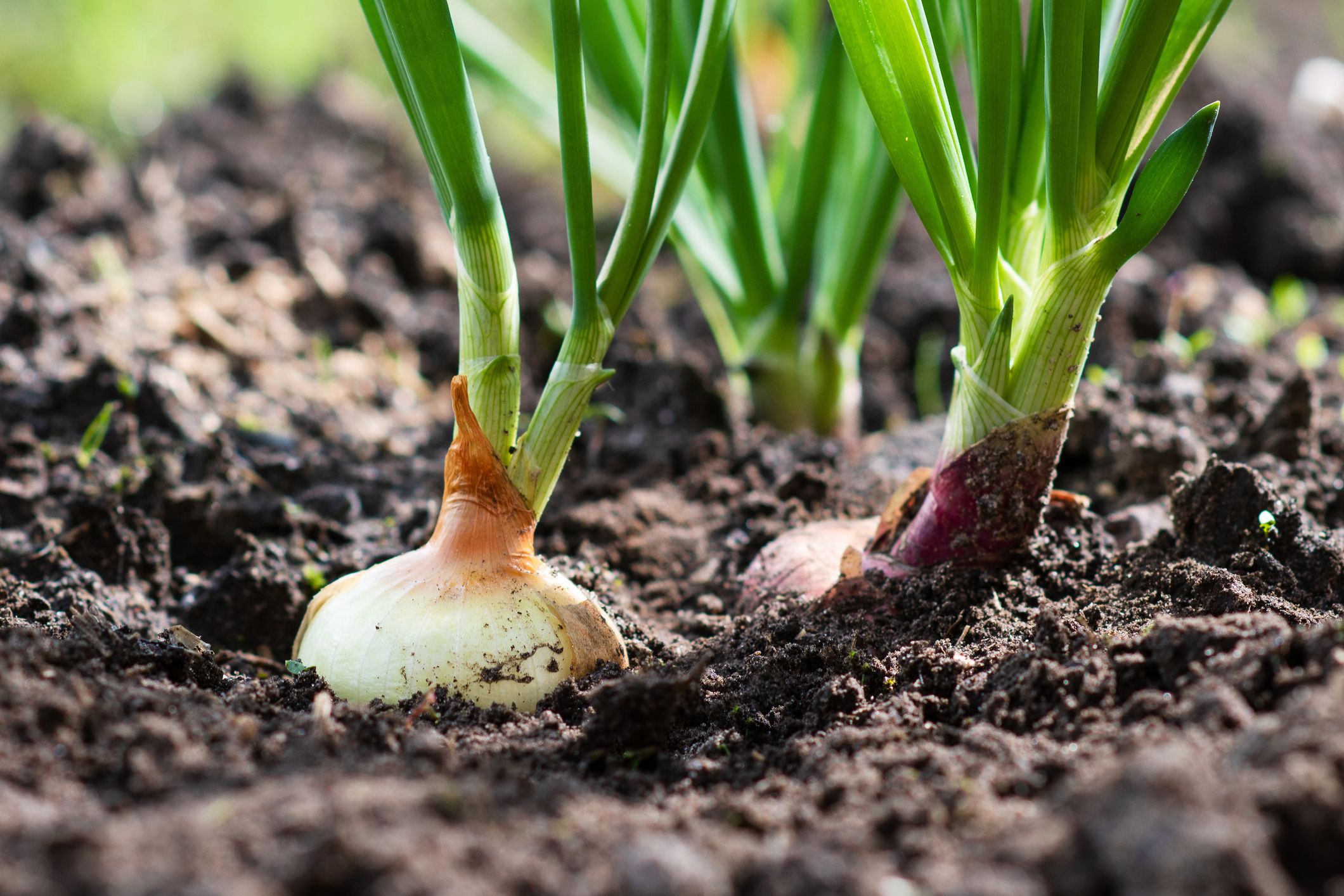 tipos de plantas de cebolla