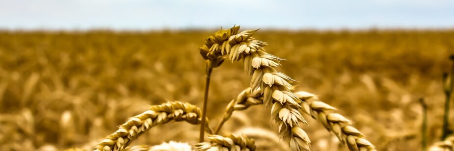 cultivo de avena