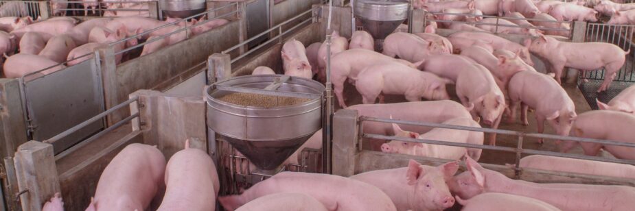 Varios cerdos juntos en un matadero.