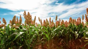 producción de sorgo