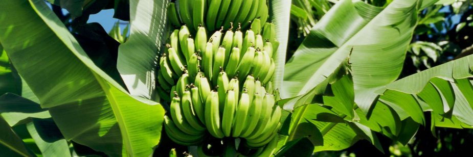 cultivar banana