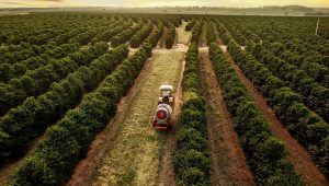 granja