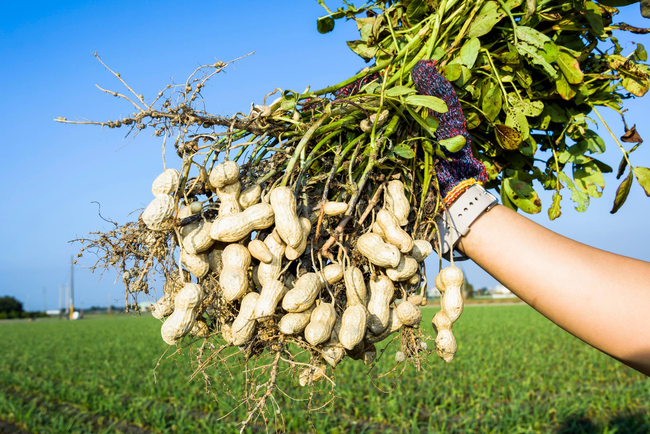 Cultivo De Man En Argentina qu Tiene De Especial 