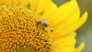 importancia de las abejas en la naturaleza