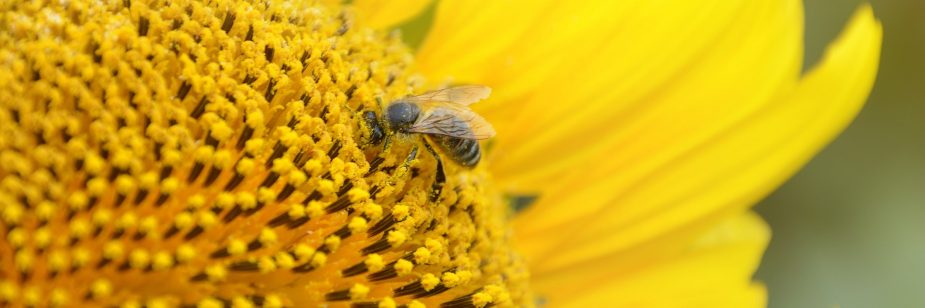 importancia de las abejas en la naturaleza