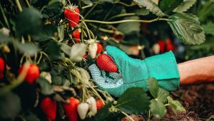 dónde se produce fresa en méxico