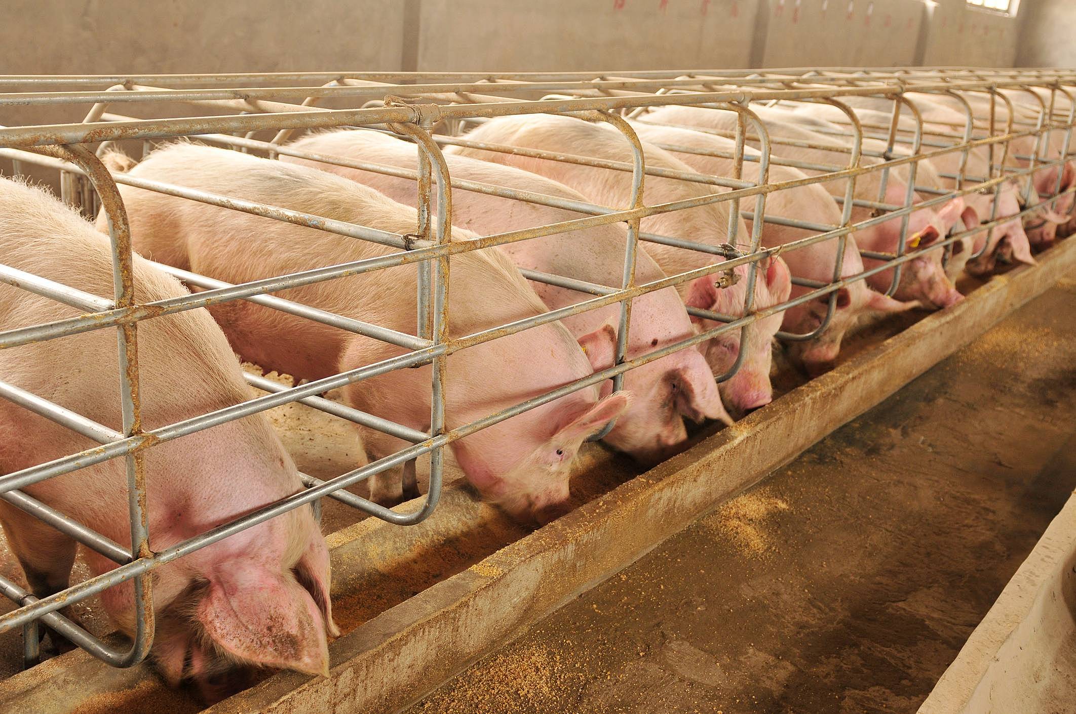 todo-lo-que-debes-saber-sobre-la-producci-n-de-carne-de-cerdo-en-m-xico