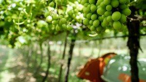 agricultura america latina