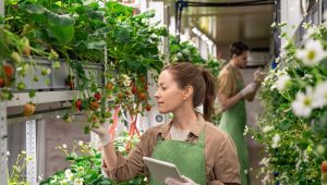 agricultura vertical