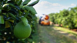 agricultura sudamérica