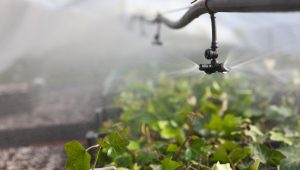 agricultura de riego