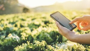 tecnologías agropecuarias: una persona usando un teléfono celular frente a una plantación
