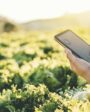 tecnologías agropecuarias: una persona usando un teléfono celular frente a una plantación