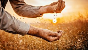 cosecha de trigo