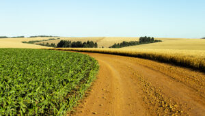 Camino con cultivo agrícola a la izquierda y trigo a la derecha.
