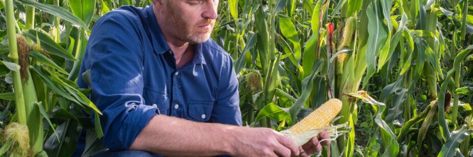Conoce las principales enfermedades del maíz y cómo manejarlas