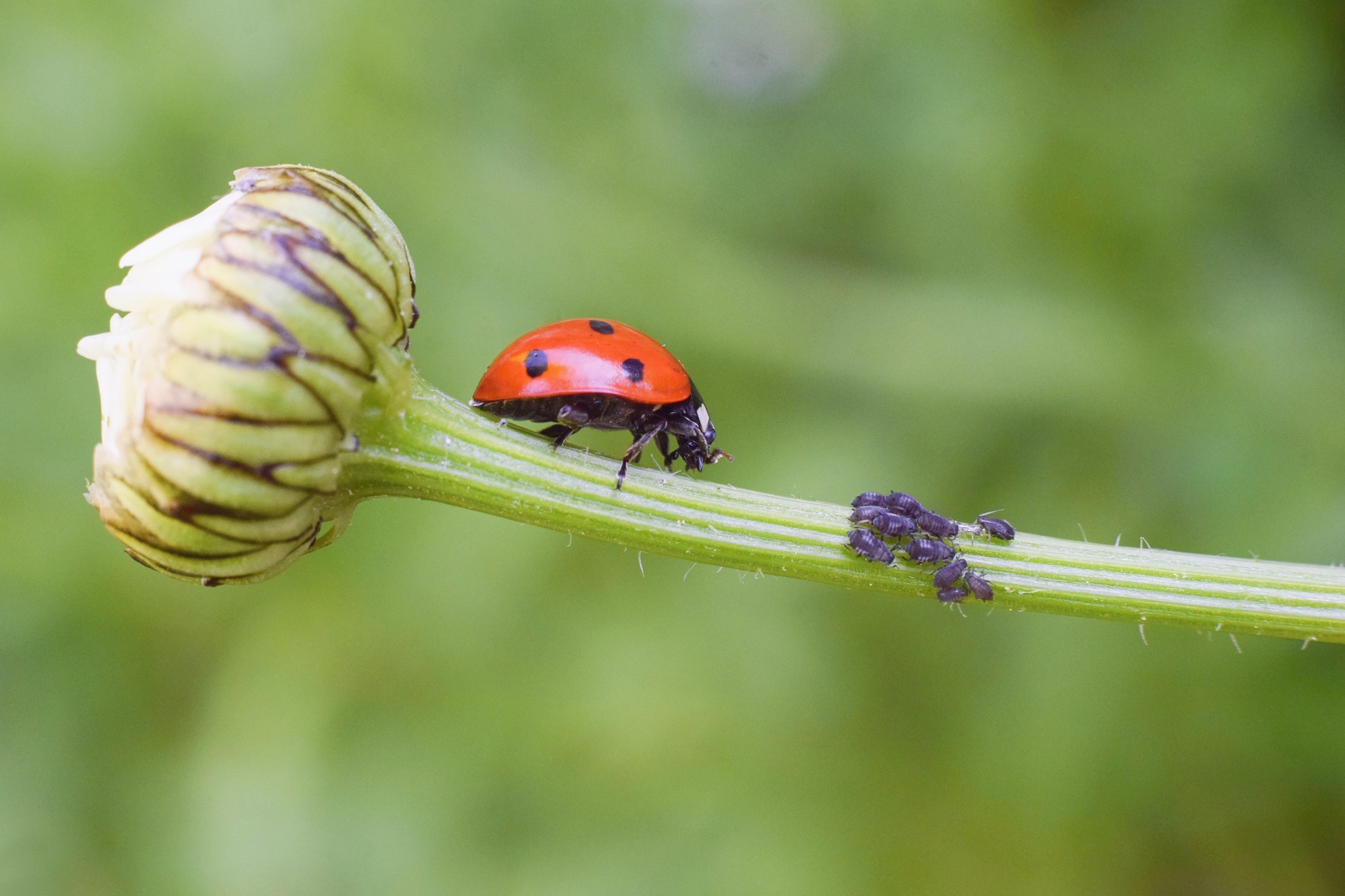 Control Biológico En La Agricultura: Una Alternativa Sostenible