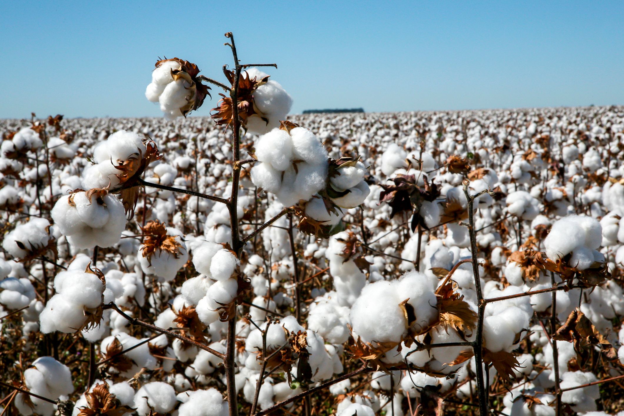 Cultivo de algodón: Desde la siembra hasta la recolección, todo lo que  debes saber