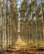 bosque de eucaliptos jacto