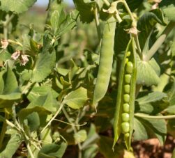 cultivo de garbanzo