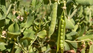 cultivo de garbanzo