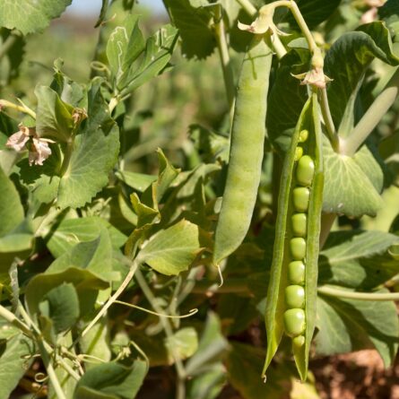 cultivo de garbanzo