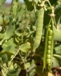 cultivo de garbanzo