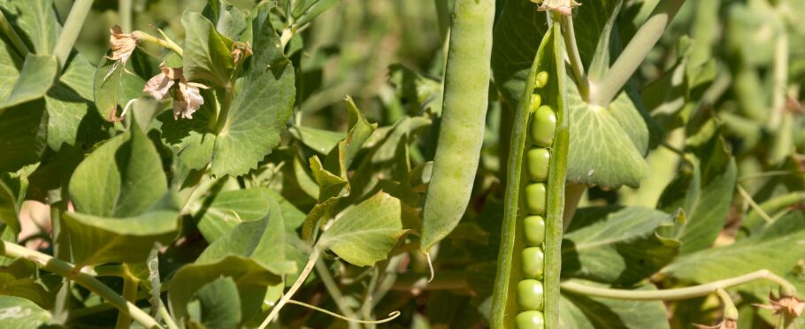 cultivo de garbanzo