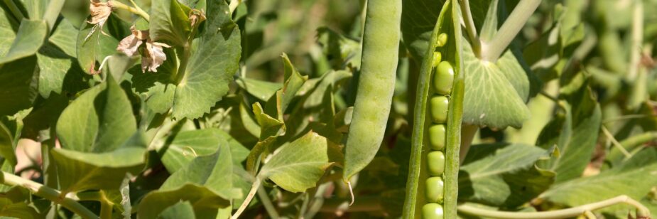 cultivo de garbanzo