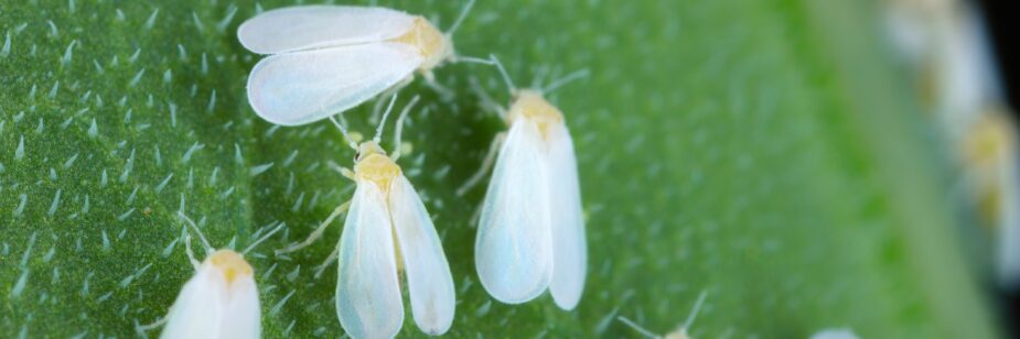 mosquita blanca