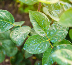 funcion del cobre en las plantas