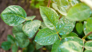 funcion del cobre en las plantas
