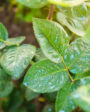 funcion del cobre en las plantas