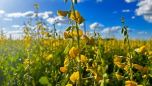 crotalaria