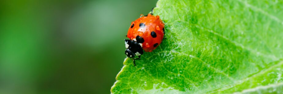 Mariquita con pequeñas gotas de agua sobre ella, sobre una hoja verde.