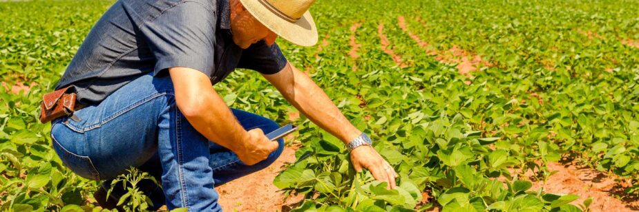Agricultor revisando el estado del cultivo.
