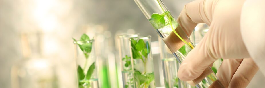 Cultivo de tejidos dentro de pequeños frascos de vidrio.