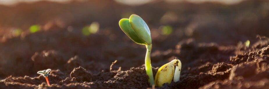 Frijol creciendo en tierra húmeda.