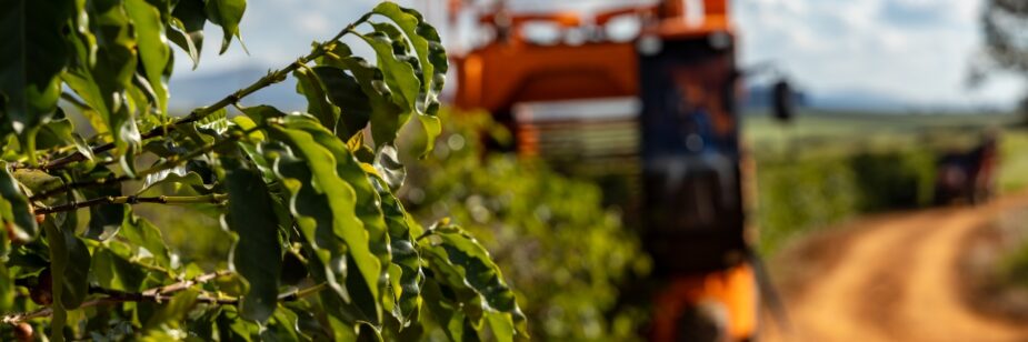 Máquina recolectando una plantación de café.
