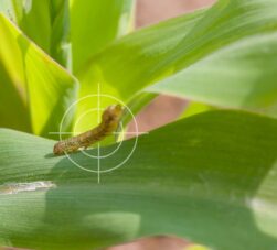 Control cogollero maíz alto