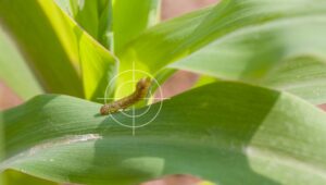 Control cogollero maíz alto