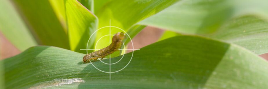 Control cogollero maíz alto