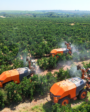 pulverización para manejo fitosanitario en cítricos en huerto de alta productividad