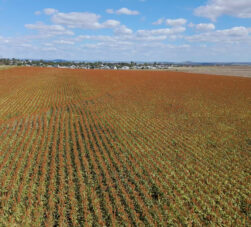 Variación de vigor en el cultivo durante un veranillo en la agricultura