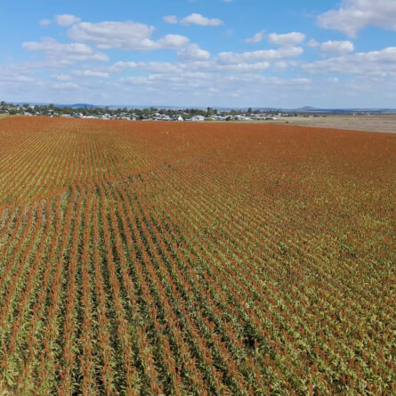 Variación de vigor en el cultivo durante un veranillo en la agricultura