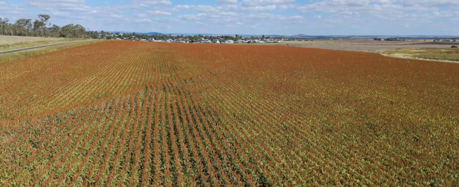 Variación de vigor en el cultivo durante un veranillo en la agricultura