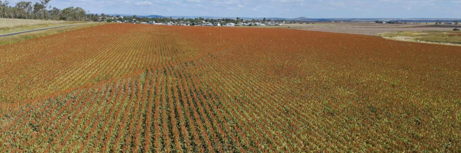 Variación de vigor en el cultivo durante un veranillo en la agricultura