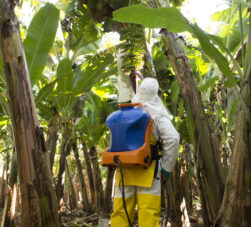Manejo fitosanitario en banano durante la ipulverizacion en una plantación tropical
