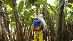 Manejo fitosanitario en banano durante la ipulverizacion en una plantación tropical